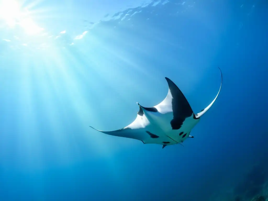 Migración anual de majestuosas rayas manta surcando el océano, creando una escena asombrosa de belleza marina y luz dappled