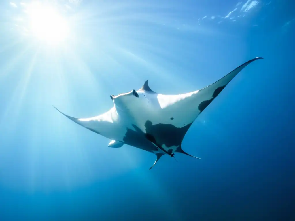 Encuentros con mantarrayas en Socorro: Majestuosa manta ray en aguas cristalinas, rodeada de vida marina colorida