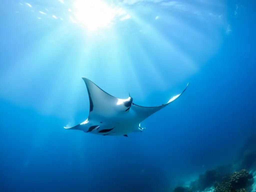 Encuentros con mantarrayas en Socorro: majestuosas criaturas y vibrante vida marina en un escenario submarino impresionante