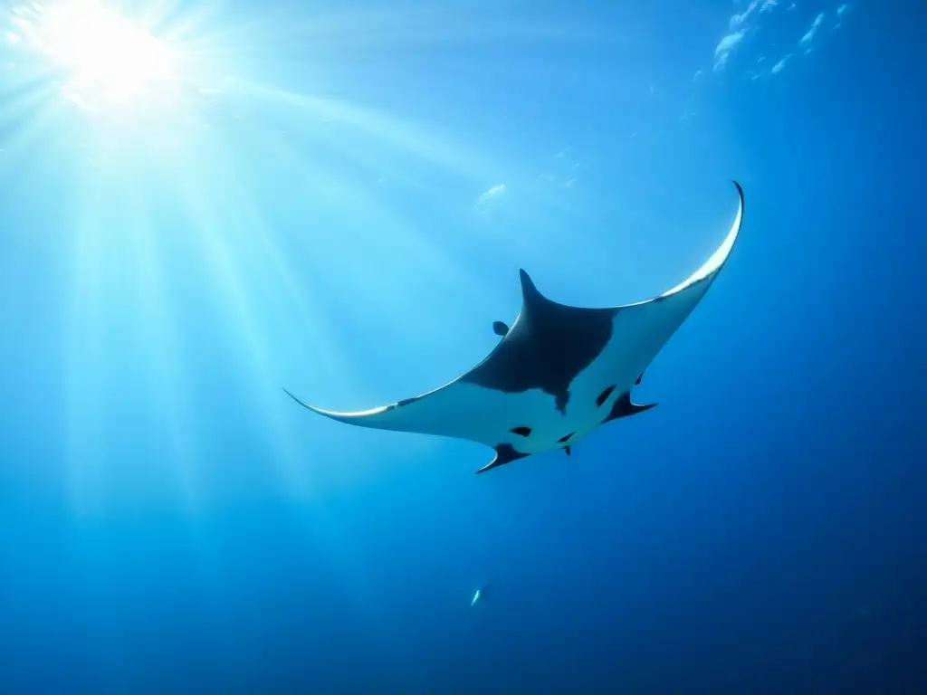 Encuentros con Mantarrayas en el océano: Majestuosas mantarrayas danzando en el vibrante mar azul, creando una serena elegancia