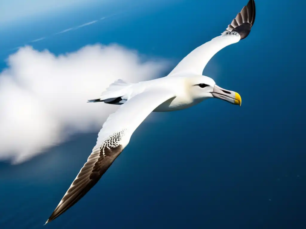 Imagen impactante de un albatros majestuoso en vuelo sobre el mar, mostrando su belleza mientras evoca la gracia y poder de las aves marinas