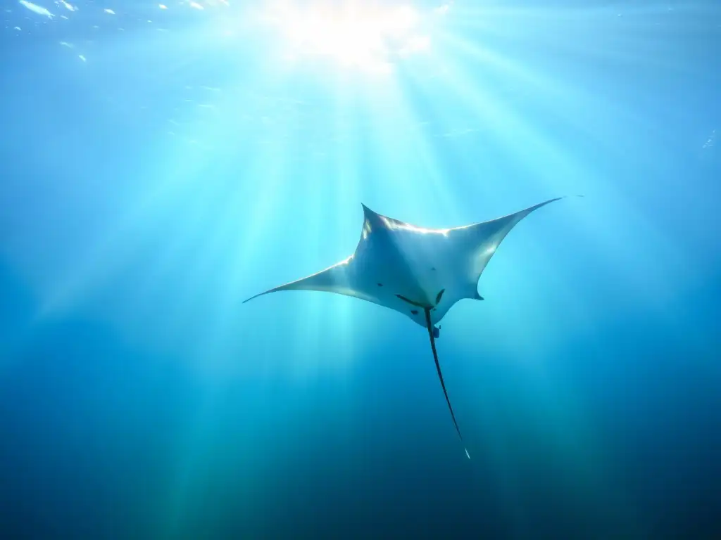 Una impactante imagen de identificación especies tiburones y rayas nadando elegante y libremente en aguas cristalinas