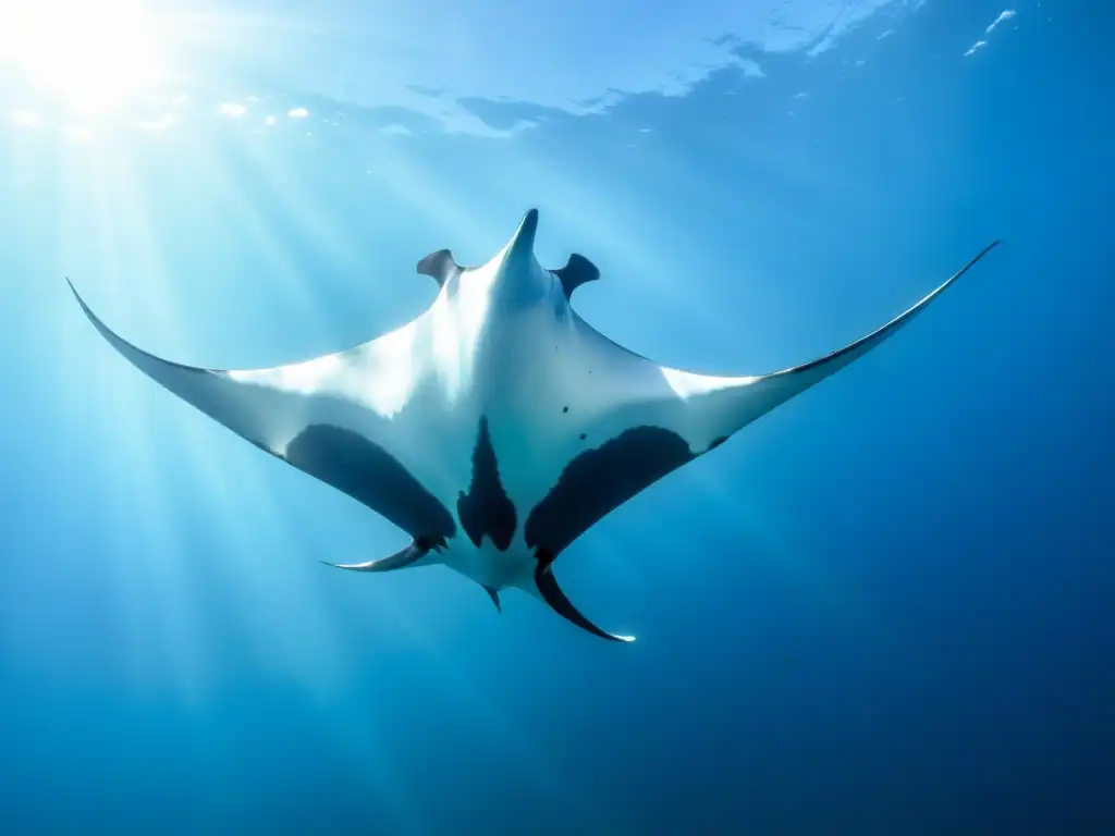 Una majestuosa manta rayada nada con gracia en aguas cristalinas