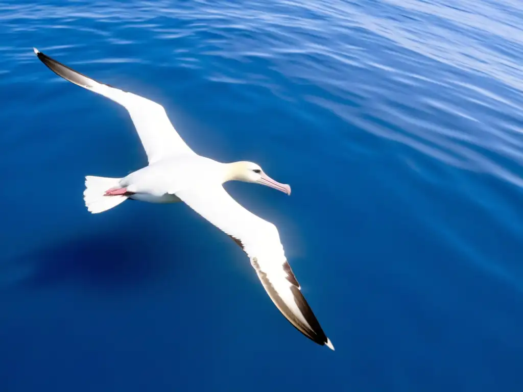 Un majestuoso Albatros errante planea sobre el océano azul, revelando la vida de las aves pelágicas en su hábitat natural submarino